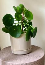 Pannenkoekplantje in Taupekleurige bloempot, Ophalen of Verzenden, In pot, Halfschaduw, Minder dan 100 cm