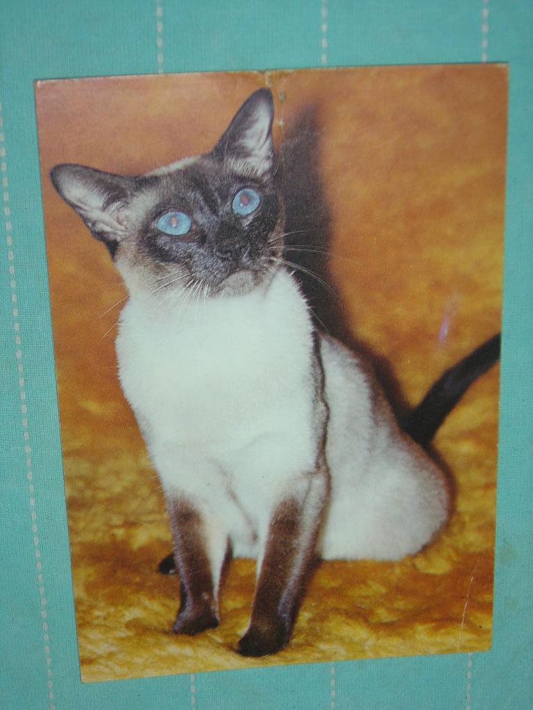 3) kleuren ansichtkaart Poes, Ophalen of Verzenden, 1980 tot heden, Ongelopen, Hond of Kat