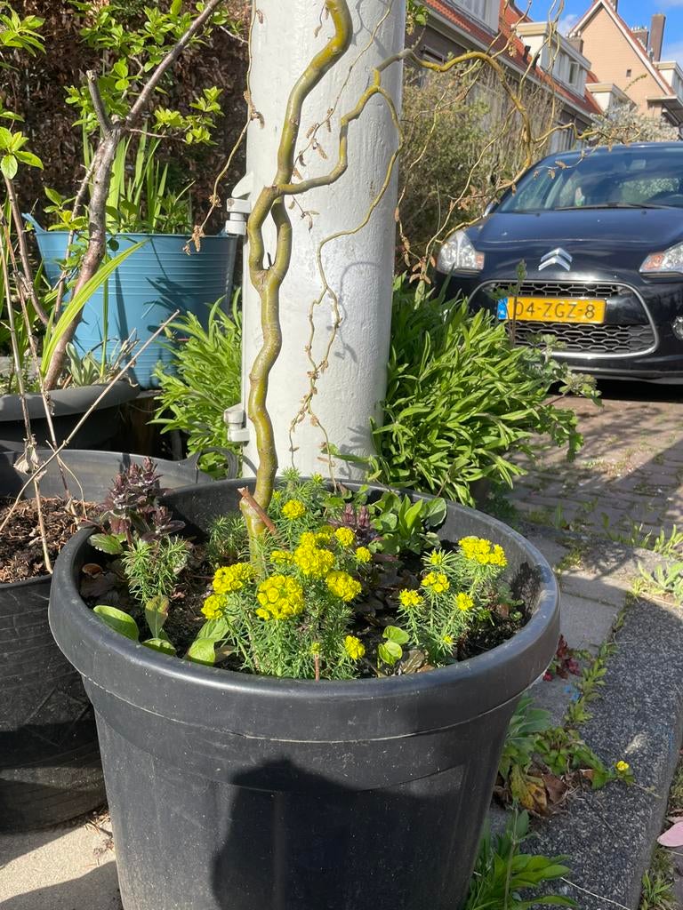 VErrassingsbak met inheemse planten. Gifvrij gekweekt, Ophalen, Overige soorten, Volle zon