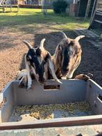2 nubische geiten, dames, 2 jaar oud, Vrouwelijk, Geit, 0 tot 2 jaar