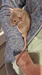 Ratjes super lief en super tam., Dieren en Toebehoren, Rat, Januari, Meerdere dieren, Tam