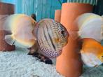 Paraconi Heckel Cross Discus, Symphysodon Discus, Dieren en Toebehoren, Vissen | Aquariumvissen, Vis, Zoetwatervis