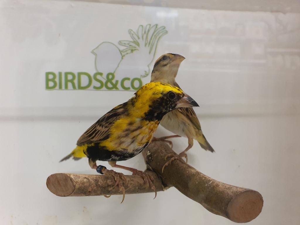 Napoleonwever beschikbaar (koppel), Meerdere dieren, Tropenvogel