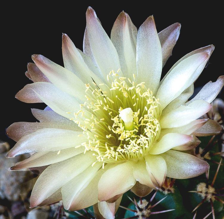 cactus - Gymnocalycium ferdinandii, Huis en Inrichting, Kamerplanten, Verzenden, Cactus, Volle zon, Minder dan 100 cm
