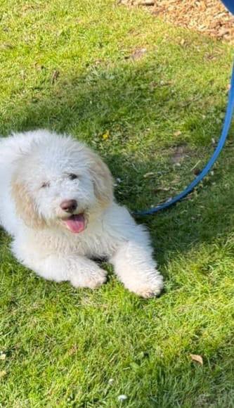 Laİtaliaanse Waterhond Lagotto Romagnolo, Dieren en Toebehoren, België, Fokker | Hobbymatig, 15 weken tot 1 jaar, Meerdere