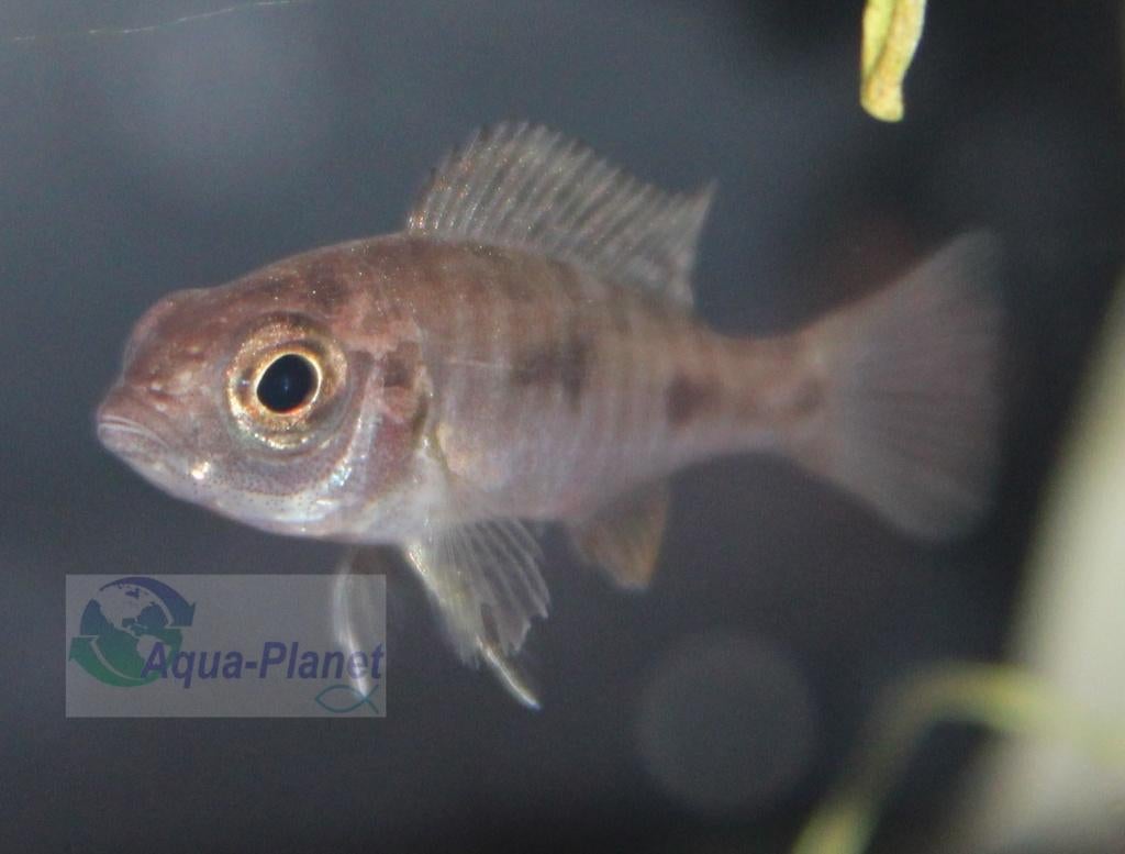 Copadichromis azureus, Dieren en Toebehoren, Vissen | Aquariumvissen, Vis, Zoetwatervis