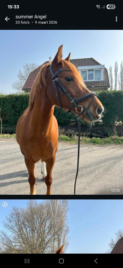 Super leuke, lieve c pony  te koop, Dieren en Toebehoren, Pony's, Gechipt, B, Ruin, Springpony