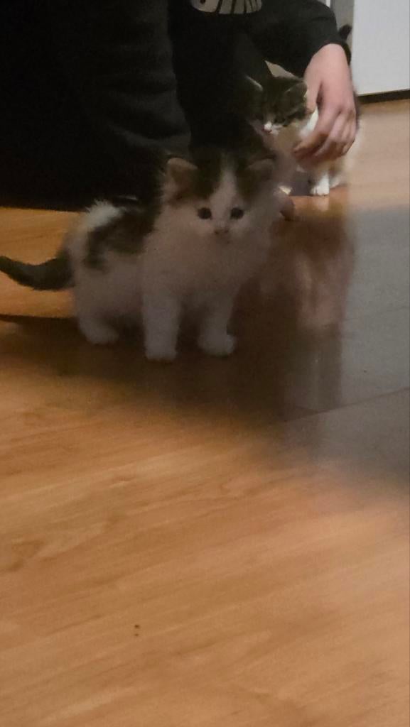 2 katertjes 3 kwart maincoon, Dieren en Toebehoren, Katten en Kittens | Raskatten | Langhaar, Kater, Ontwormd, 0 tot 2 jaar