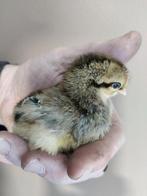 Kuikens, diverse rassen, Dieren en Toebehoren, Pluimvee, Meerdere dieren, Kip