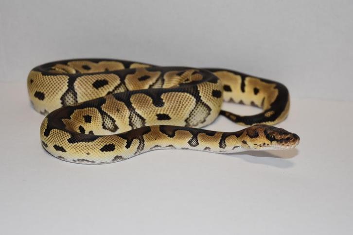 Ball python 0.1 Reticulated Python - female for sale from Liliën