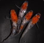 Medaka - Japanse Rijstvis - Tricolor, Vis