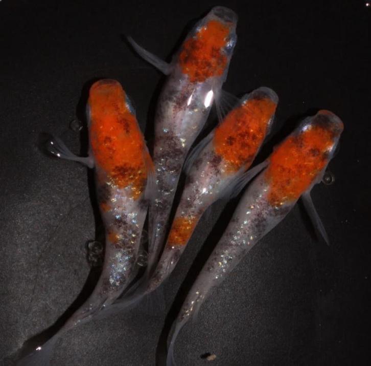 Medaka - Japanse Rijstvis - Tricolor, Dieren en Toebehoren, Vissen | Aquariumvissen, Vis