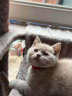 Britse korthaar kittens GERESERVEERD, Meerdere dieren, Gechipt, 0 tot 2 jaar