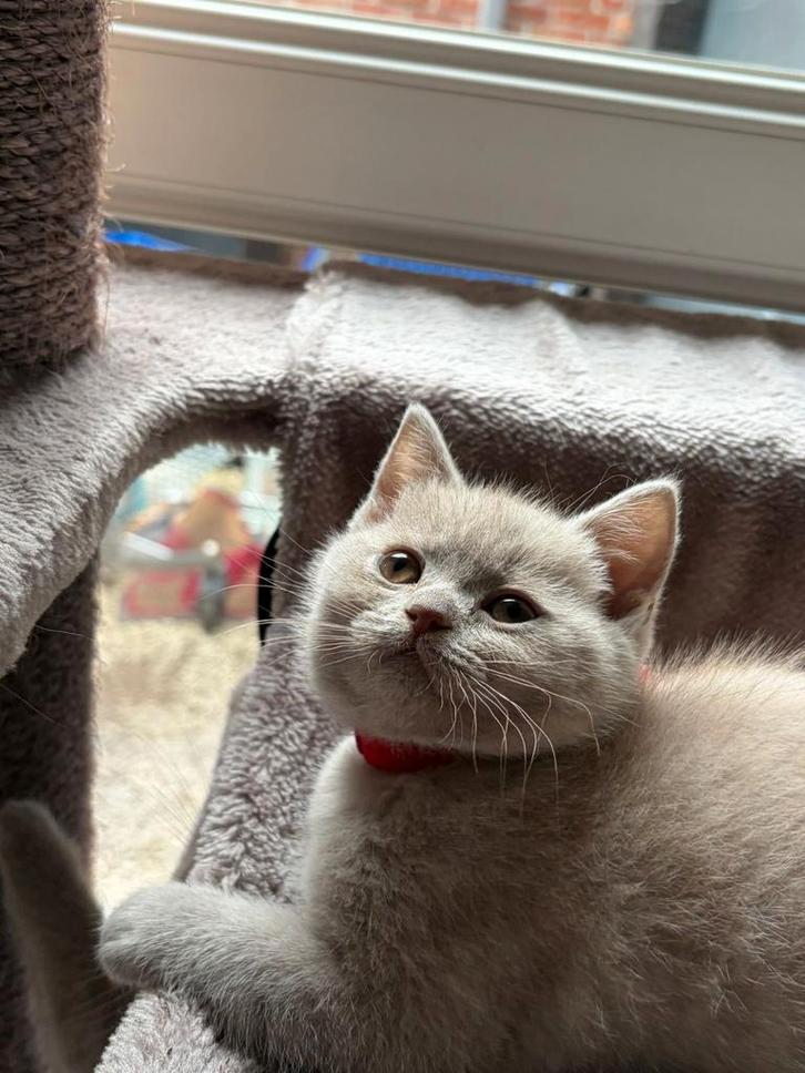 Britse korthaar kittens GERESERVEERD, Dieren en Toebehoren, Katten en Kittens | Raskatten | Korthaar, Meerdere dieren, 0 tot 2 jaar