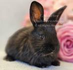 Duitse reuzen XXL lijn, Meerdere dieren, Groot, 0 tot 2 jaar