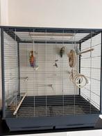 Agapornissen, Geslacht onbekend