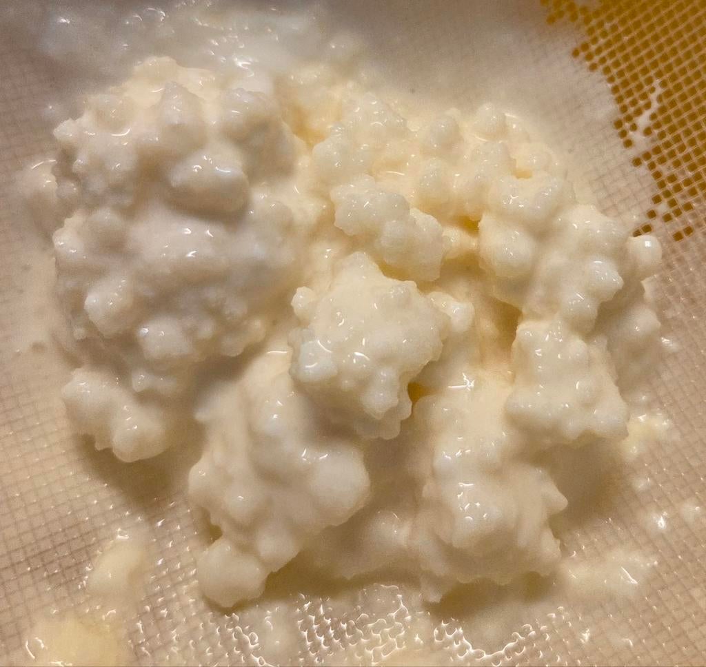 Portie verse melkkefir korrels, Diversen, Levensmiddelen, Ophalen