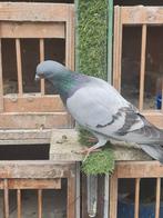 Duivin, Vrouwelijk, Kropper