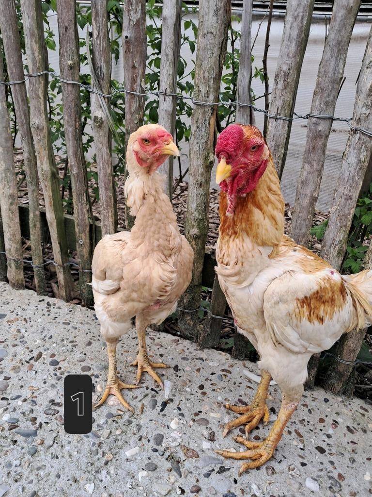 Zuid afrikaanse maleiers, Dieren en Toebehoren, Meerdere dieren, Kip