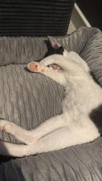 Lief vrouwtjes kat (bijna 1 jaar) zoekt nieuw thuis, Poes