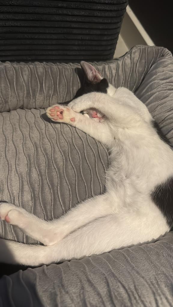 Lief vrouwtjes kat (bijna 1 jaar) zoekt nieuw thuis, Dieren en Toebehoren, Katten en Kittens | Raskatten | Korthaar, Poes