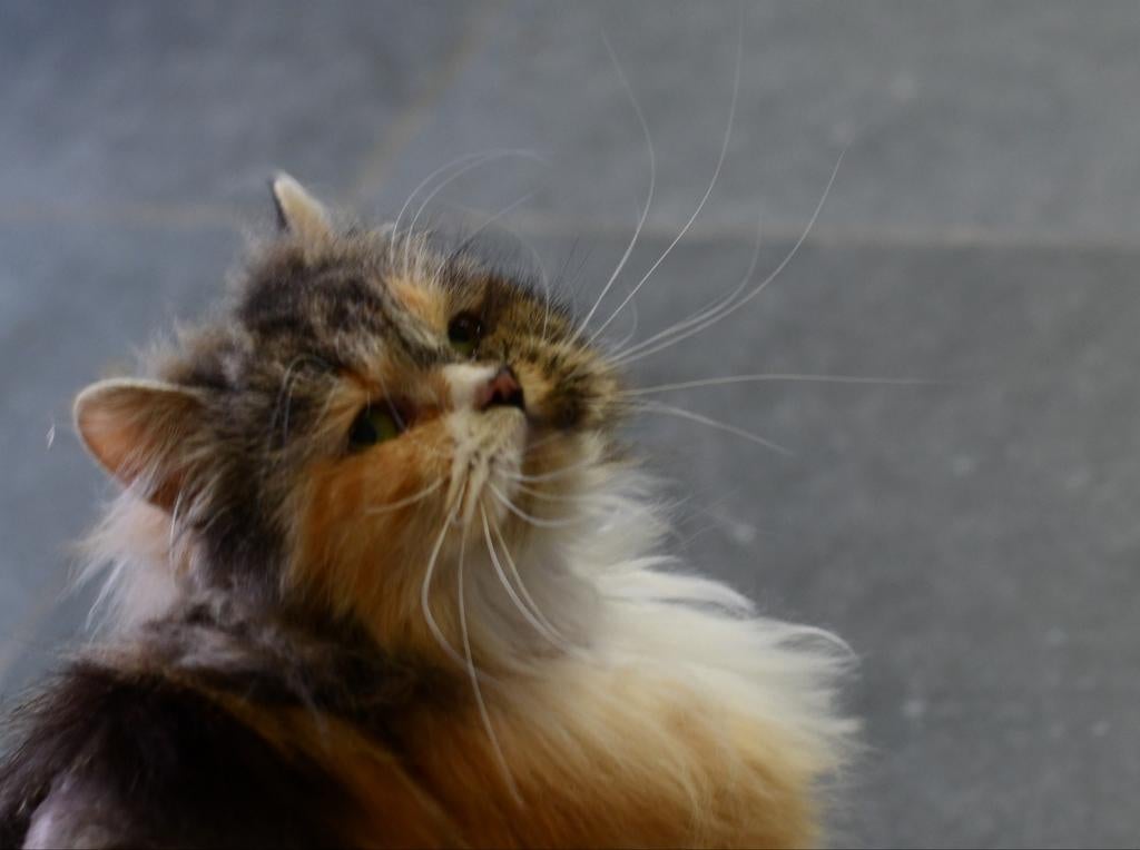 Siberische langhaar poes torti schildpadkleur, Poes, Ontwormd, 0 tot 2 jaar