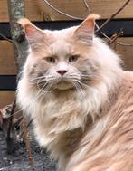Maine Coon dekkater met stamboom, Dieren en Toebehoren, 0 tot 2 jaar