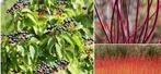 Gratis struiken Cornus sanguinea, Rode kornoelje, Tuin en Terras, Ophalen, Overige soorten, Minder dan 100 cm