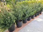 Taxus Baccata haagplanten in diverse maten, Tuin en Terras, Planten | Struiken en Hagen, Ophalen of Verzenden, Taxus, Haag, 100 tot 250 cm