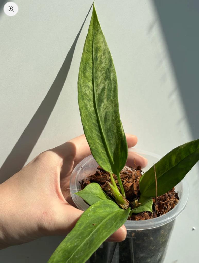 Anthurium Vittarifolium Variegated, Ophalen of Verzenden, Halfschaduw, Minder dan 100 cm