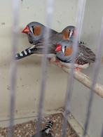 ZEBRAVINKEN (mannen), Mannelijk