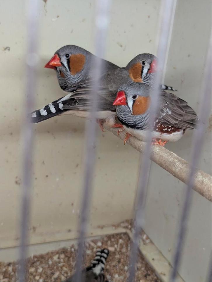 ZEBRAVINKEN (mannen), Dieren en Toebehoren, Vogels | Overige Vogels, Mannelijk