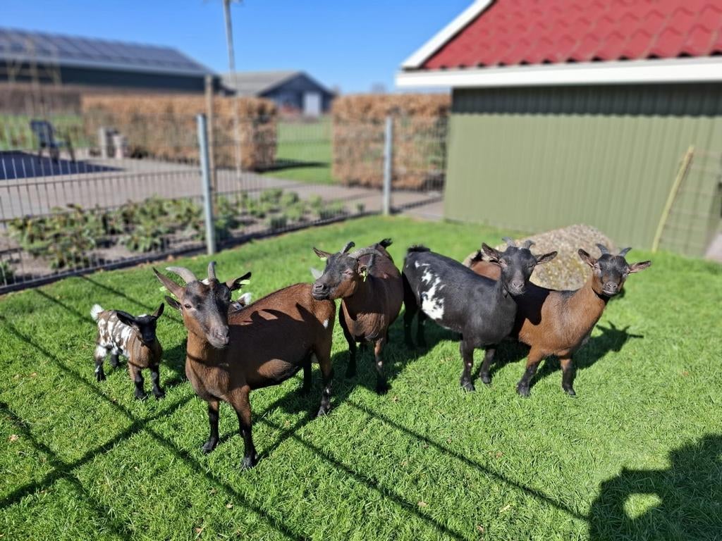 Dwerggeiten te koop, Dieren en Toebehoren, Schapen, Geiten en Varkens, Vrouwelijk, Geit