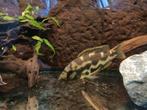 Luipaard cichlide, Dieren en Toebehoren, Vissen | Aquariumvissen, Vis, Zoetwatervis