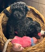 Mini toypoedel puppy, Reu, 8 tot 15 weken, Eén hond, Nederland