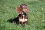 Teckel pups te koop (kortharig), Dieren en Toebehoren, 15 weken tot 1 jaar, Dwerg, Parvo, Meerdere