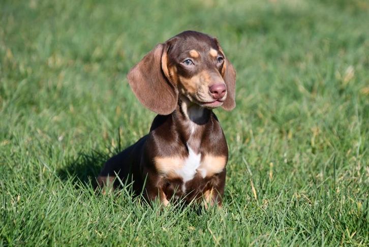 Teckel pups te koop (kortharig), Dieren en Toebehoren, Honden | Teckels en Dashonden, Meerdere dieren, Korthaar, Dwerg, Fokker | Professioneel