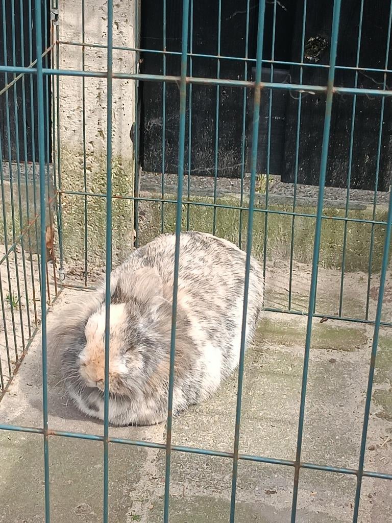Leuk gezin gezocht voor deze ram( gecastreerd) en voedster., Dieren en Toebehoren, Meerdere dieren, Dwerg