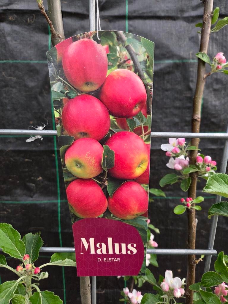 Appelboom/struik  'Elstar' opgebonden, 2 stammen in pot, Tuin en Terras, Planten | Fruitbomen, Ophalen, Lente, Volle zon, In pot