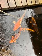 Diverse jonge koi karpers, Karper of Koi