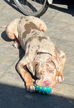 American Bully XL Puppy van 5 maanden oud met stamboom DBKC, HCC (leverziekte), 15 weken tot 1 jaar, Eén hond, Nederland