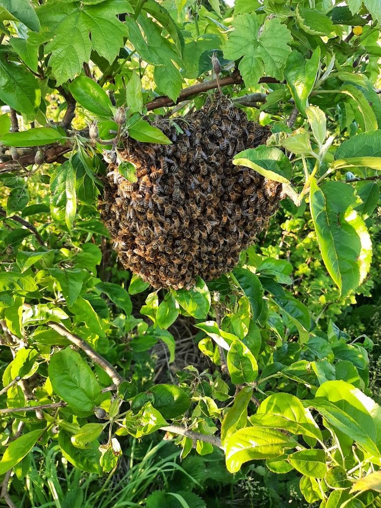Bijenzwerm weghalen, Ophalen, Overige soorten