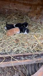 Lieve kittens te reseveren, Meerdere dieren, 0 tot 2 jaar