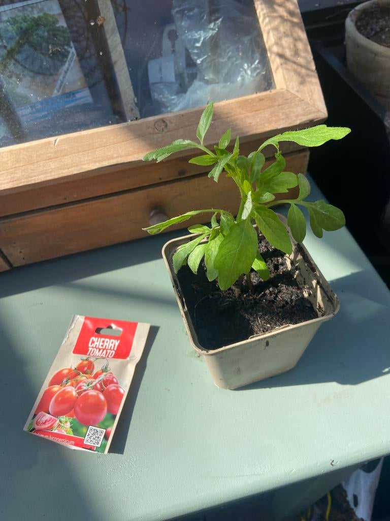 Cherry tomaat plantjes, Tuin en Terras, Ophalen