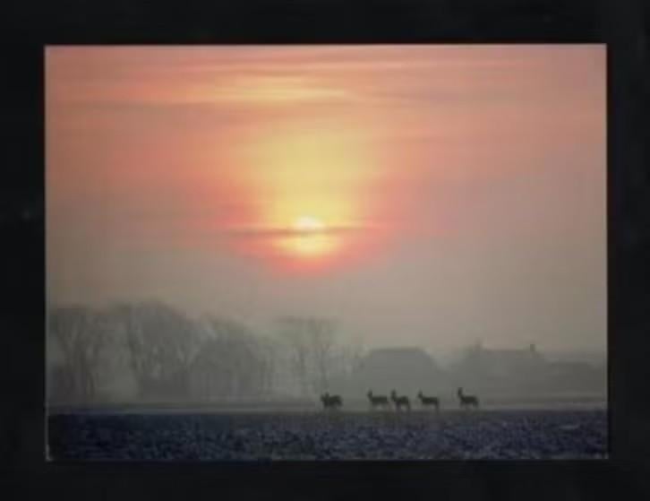 Harlingen Friesland Reeën Ondergaande Zon Martin Kers., Ophalen of Verzenden, 1980 tot heden, Ongelopen, Friesland