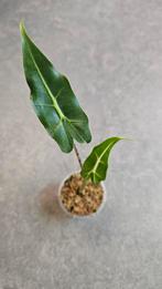 Alocasia Sarian, Ophalen of Verzenden, Halfschaduw, Minder dan 100 cm