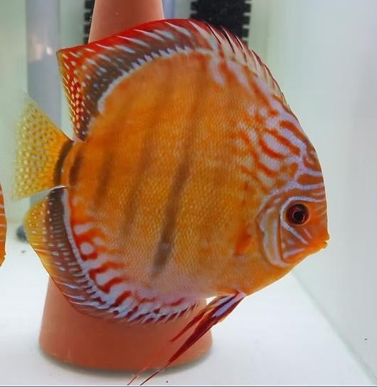 Curipera Heckel Cross, Dieren en Toebehoren, Vis, Zoetwatervis