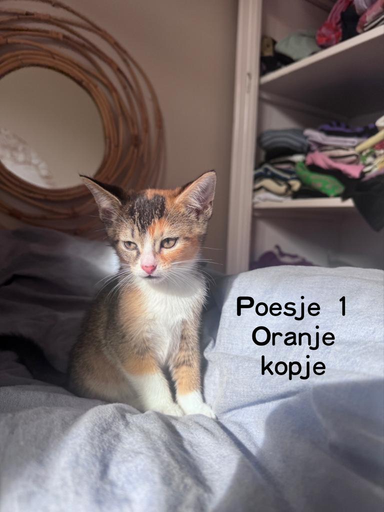 Kitten half abbesijn, Poes