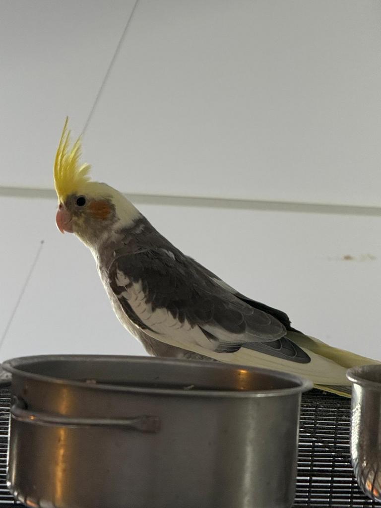 Zelfstandig baby valkparkieten, Dieren en Toebehoren, Vogels | Parkieten en Papegaaien, Geslacht onbekend, Parkiet