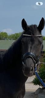 Zwarte ruin, Dieren en Toebehoren, Paarden, Met stamboom, Ruin, Dressuurpaard, 7 tot 10 jaar